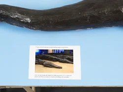 Food chain incl. prehistoric animals — Henrik Olesen — Exhibitions — Galerie Buchholz — Image 97